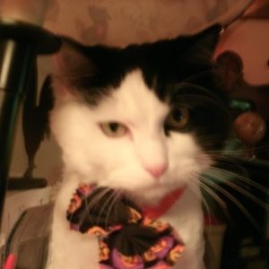 Meet your Posher, Connie